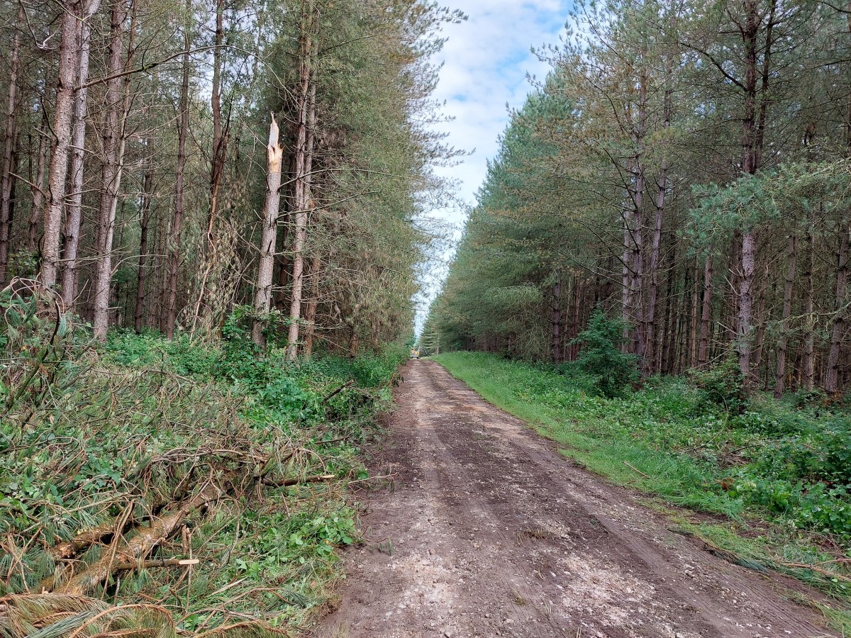 Featured image for Forestry England - Framework Announcement